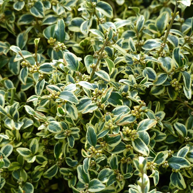 Buis commun panaché - Buxus sempervirens Elegans (Feuillage)