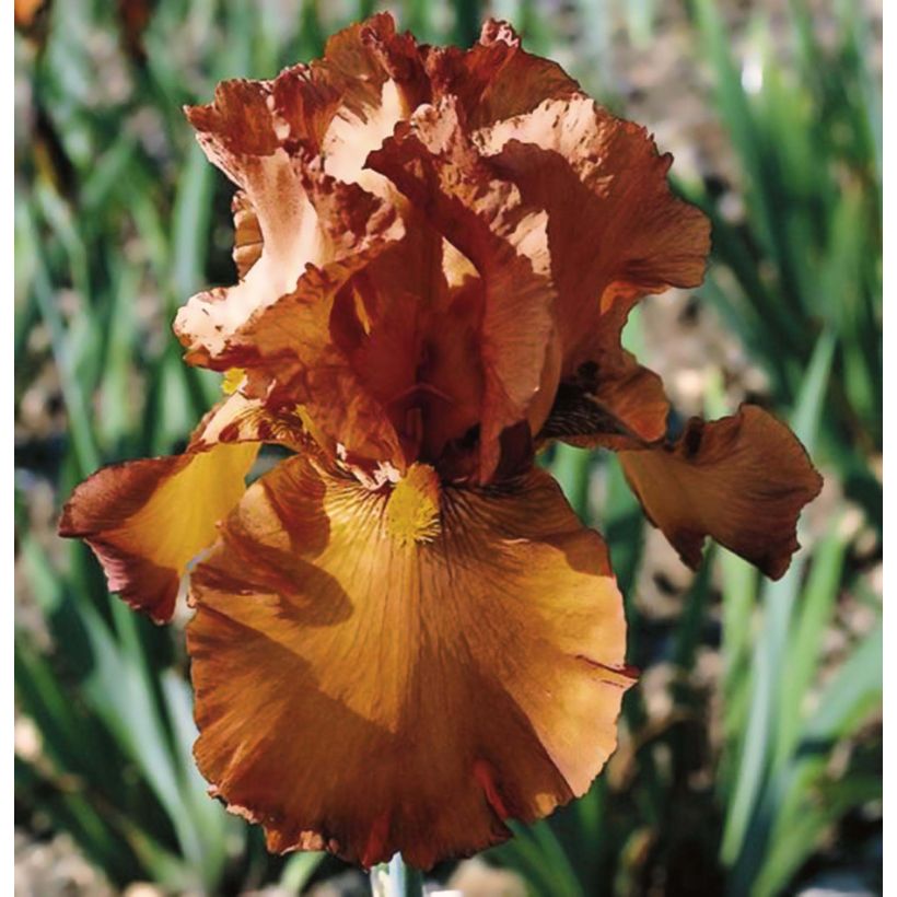 Iris germanica Cable Car - Penny a Pinch (Floraison)