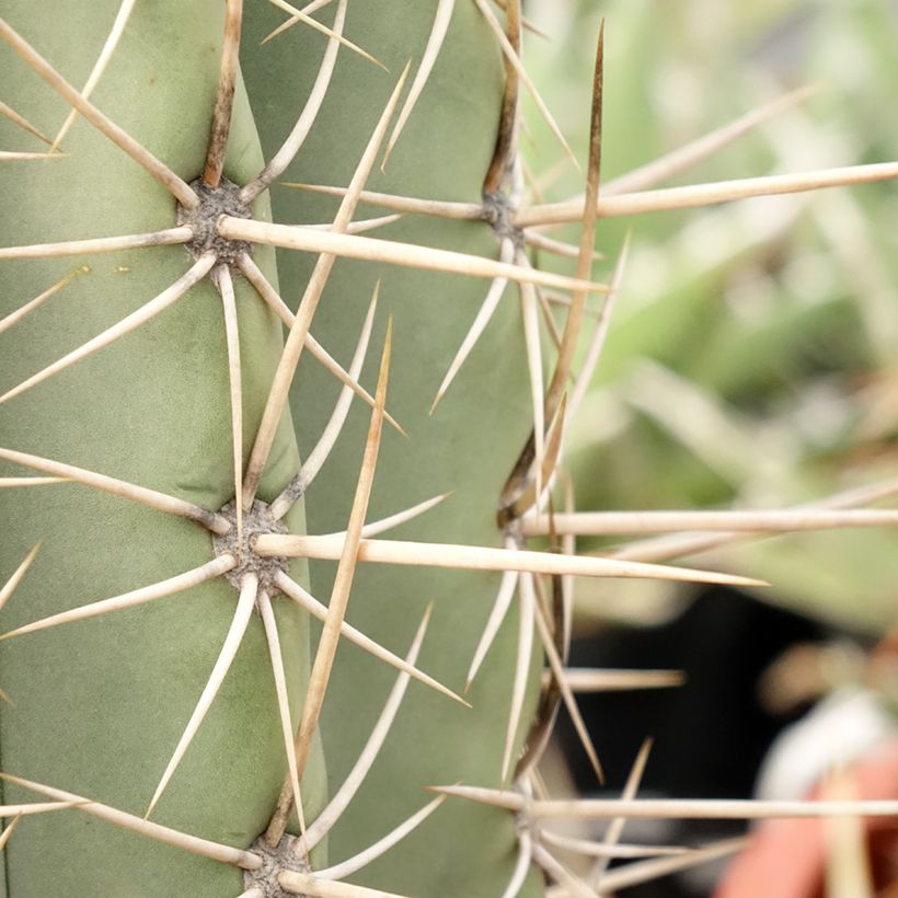Cactus candélabre - Echinopsis pasacana (Feuillage)