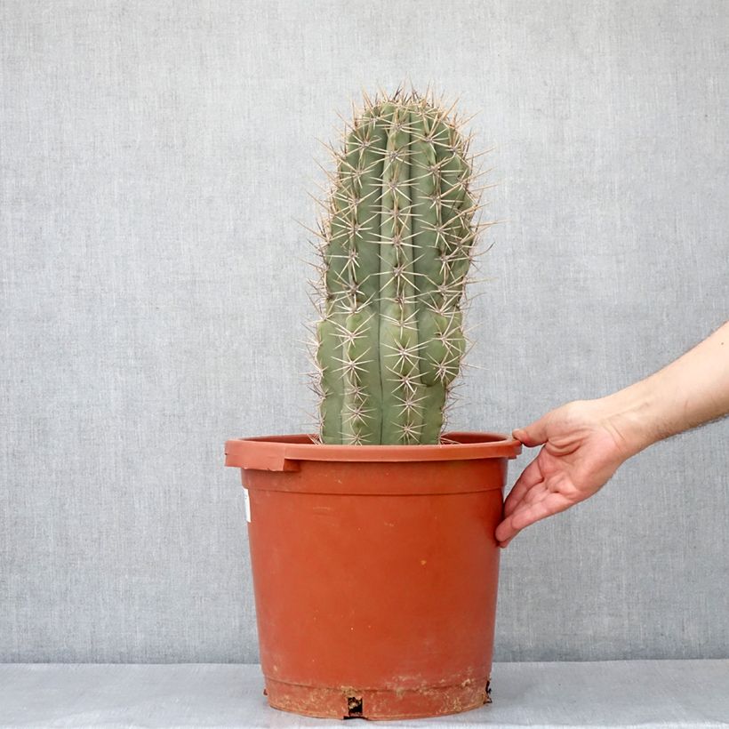Spécimen de Cactus candélabre - Echinopsis pasacana - Pot de 12L/15L tel que livré au printemps