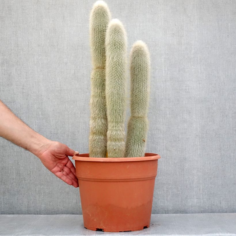 Spécimen de Cactus cierge - Cleistocactus strausii Pot de 12L/15L tel que livré au printemps
