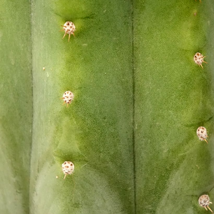 Cactus de San Pedro - Trichocereus pachanoi (Feuillage)