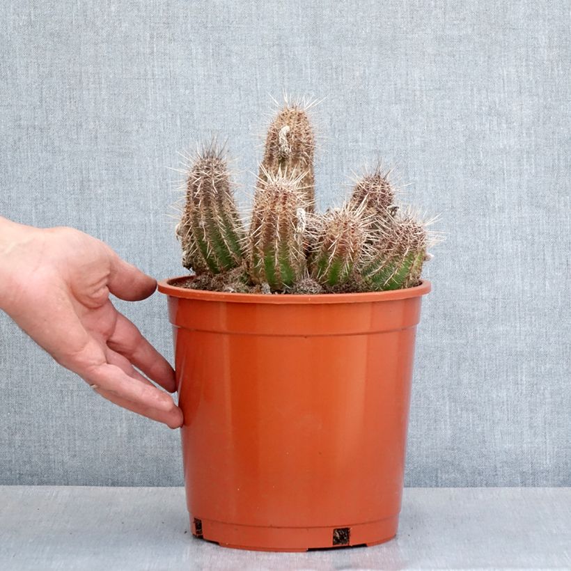 Spécimen de Cactus - Lobivia cardenasiana - Pot de 4L/5L tel que livré au printemps