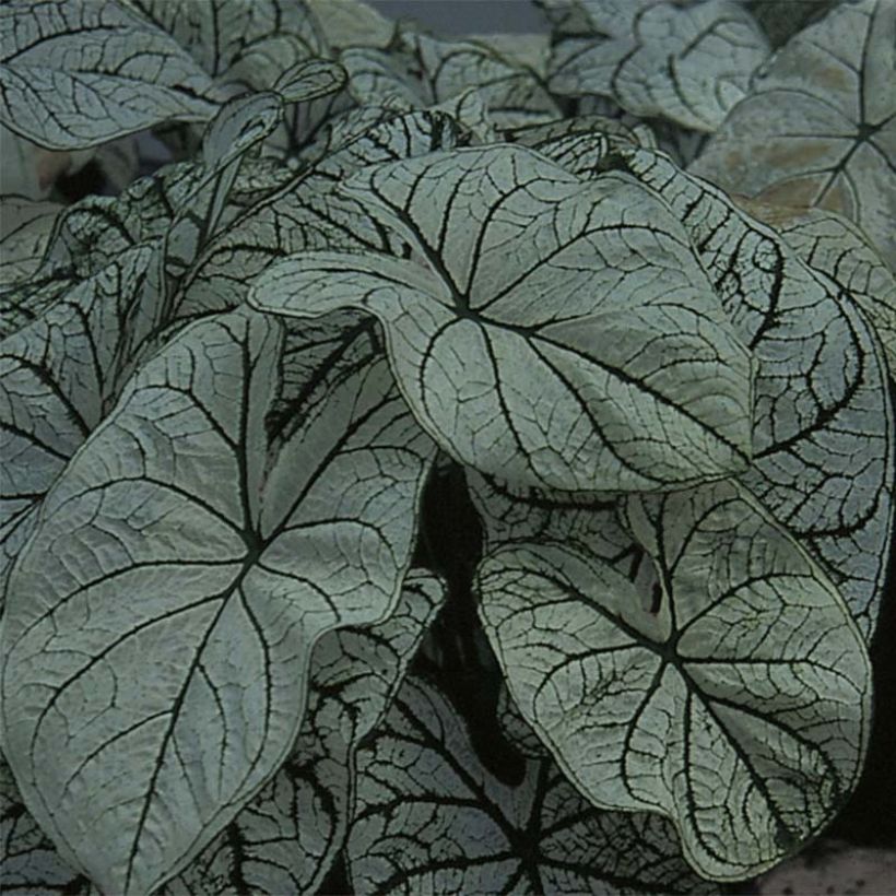 Caladium Candidum (Feuillage)