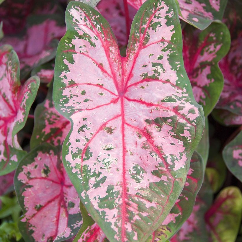 Caladium Carolyn Whorton (Feuillage)