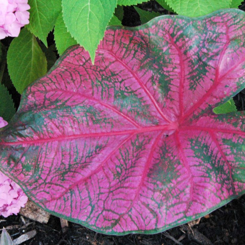 Caladium Fannie Munson (Feuillage)