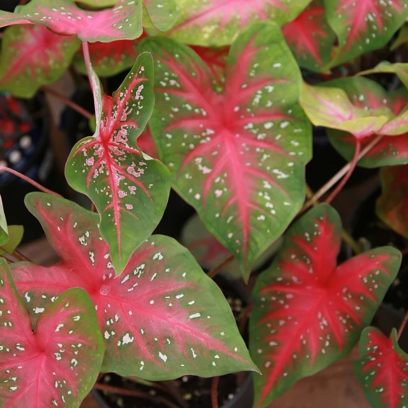 Caladium Red Flash (Feuillage)