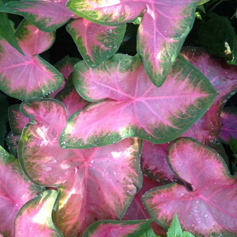 Caladium Rosebud (Feuillage)