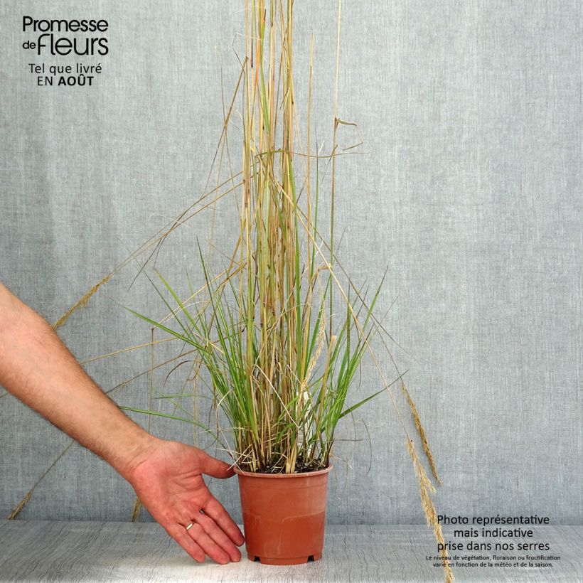 Spécimen de Calamagrostis acutiflora Avalanche - Calamagrostide Pot de 1L/1,5L tel que livré en été