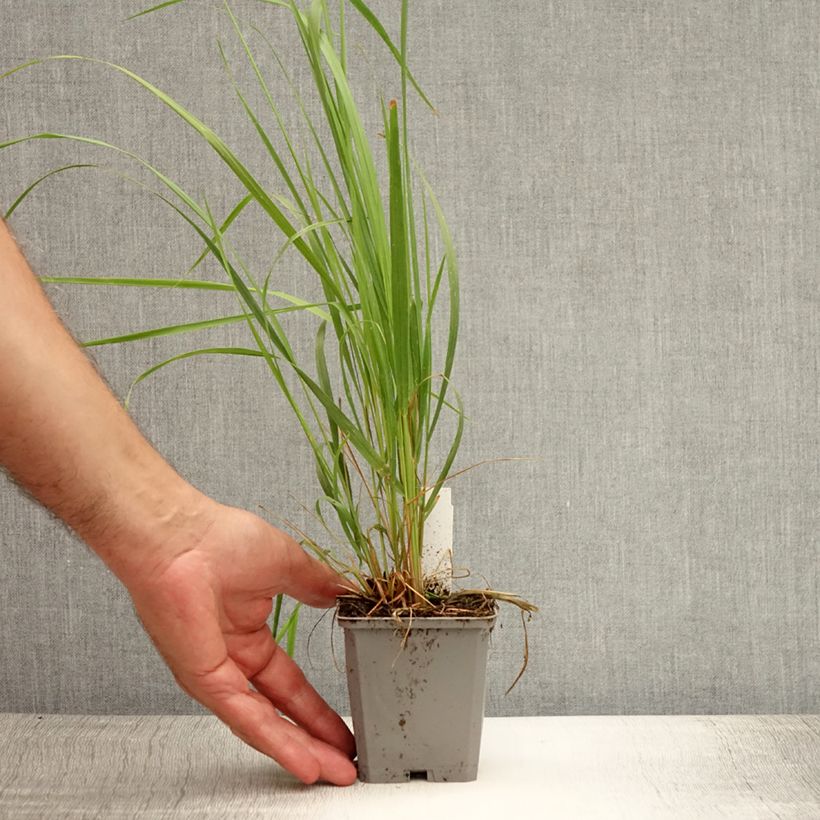 Spécimen de Calamagrostis acutiflora Karl Foerster Godet de 8/9 cm tel que livré en été