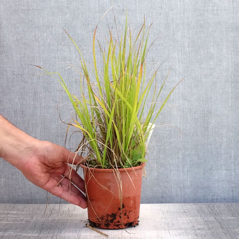 Spécimen de Calamagrostis acutiflora Waldenbuch Pot de 1L/1,5L tel que livré en été