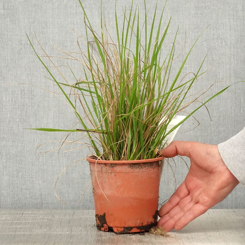 Spécimen de Calamagrostis acutiflora Waldenbuch tel que livré au printemps