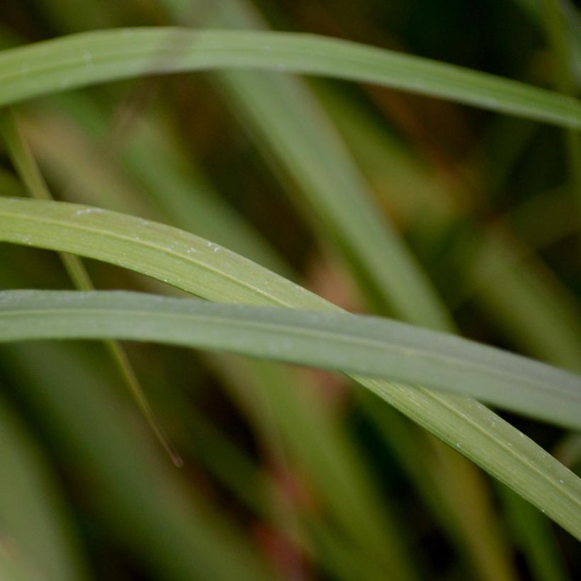 Calamagrostis brachytricha - Herbe aux diamants (Feuillage)