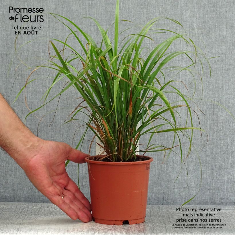 Spécimen de Calamagrostis brachytricha - Herbe aux diamants Pot de 1L/1,5L tel que livré en été