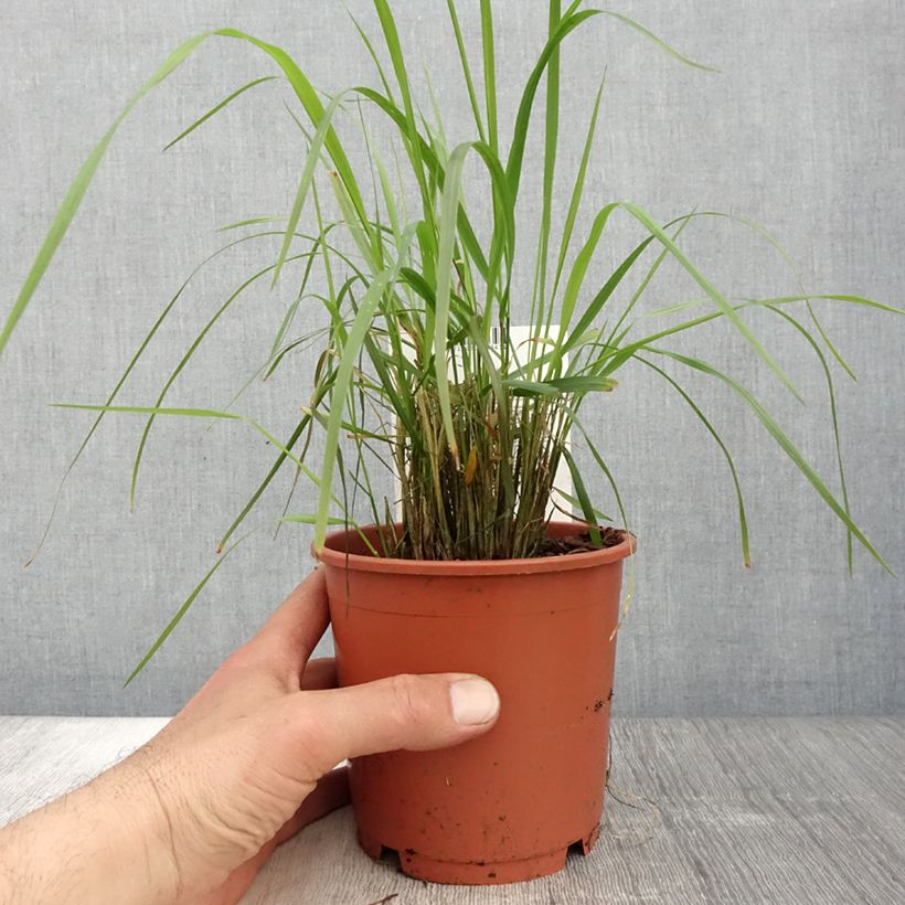 Spécimen de Calamagrostis brachytricha - Herbe aux diamants - pot de 1L/1.5L tel que livré au printemps