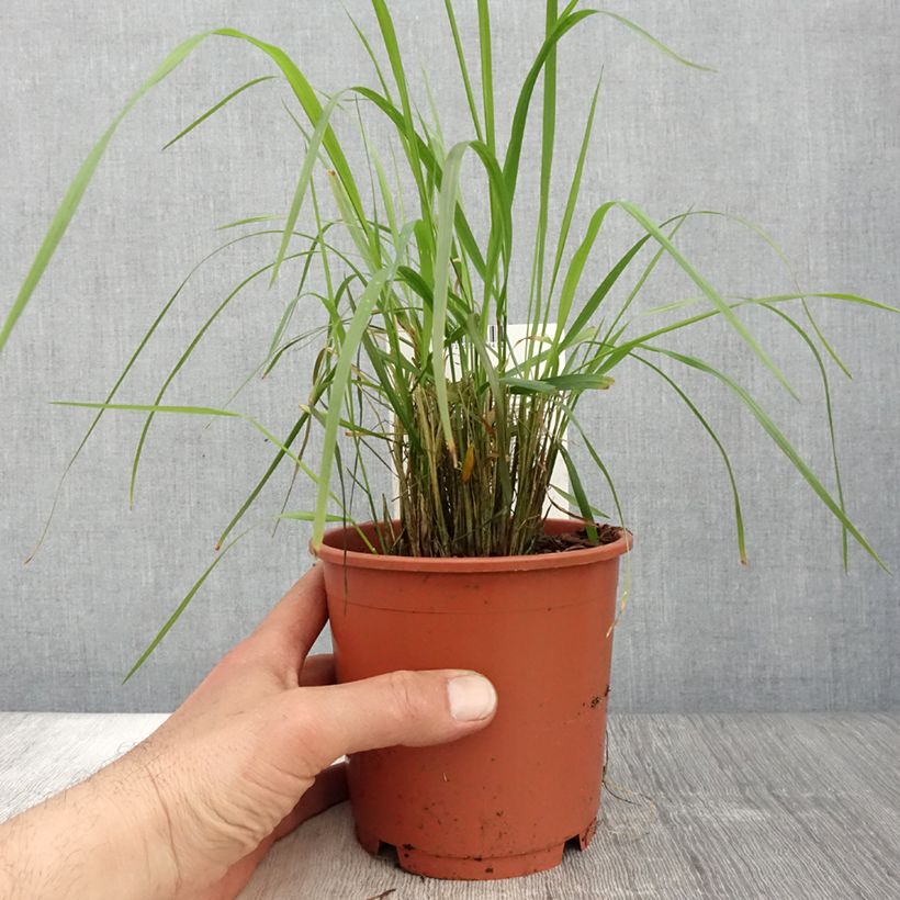 Spécimen de Calamagrostis brachytricha - Herbe aux diamants tel que livré au printemps