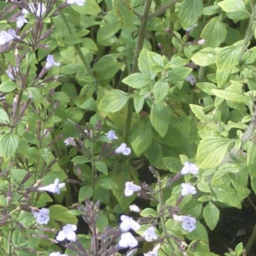 Calamintha nepeta - Calament (Feuillage)