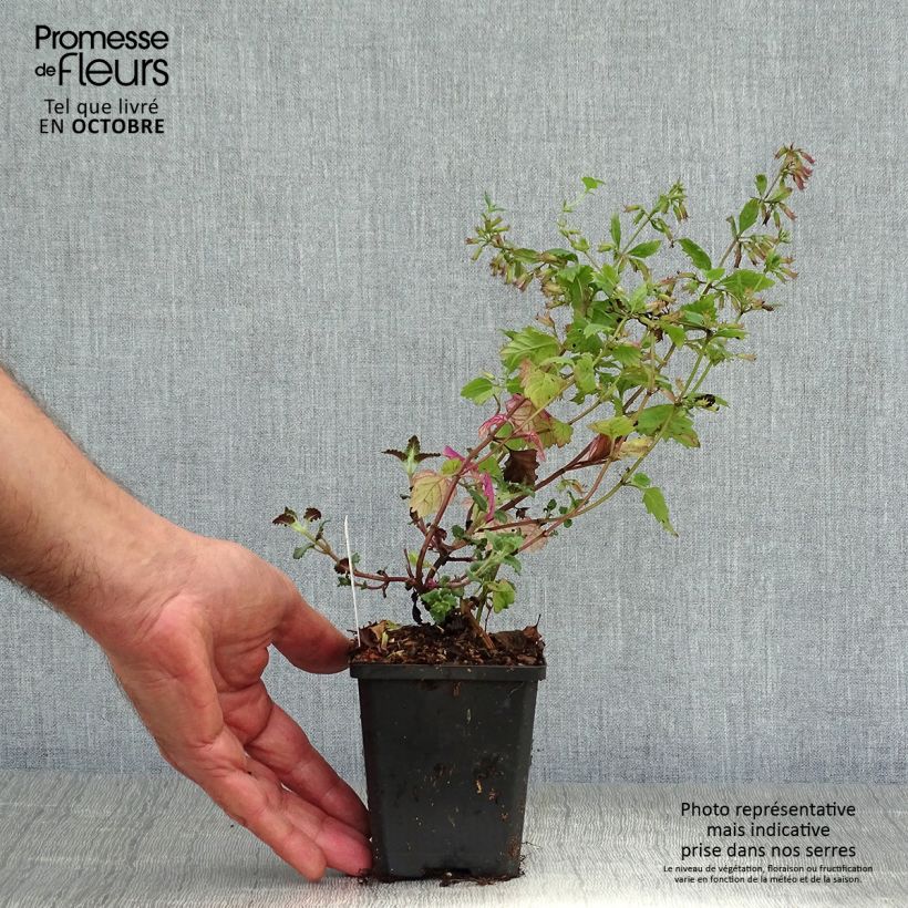 Spécimen de Calamintha grandiflora - Calament Godet de 8/9 cm tel que livré en automne