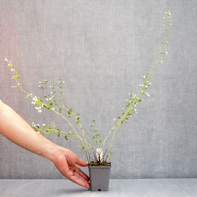 Spécimen de Calamintha nepeta Weisser Riese - Calament Godet de 8/9 cm tel que livré en été