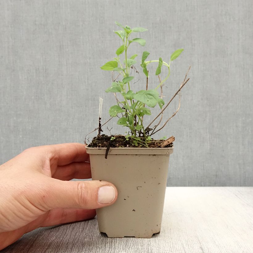 Spécimen de Calamintha nepeta Weisser Riese - Calament Godet de 9cm tel que livré au printemps