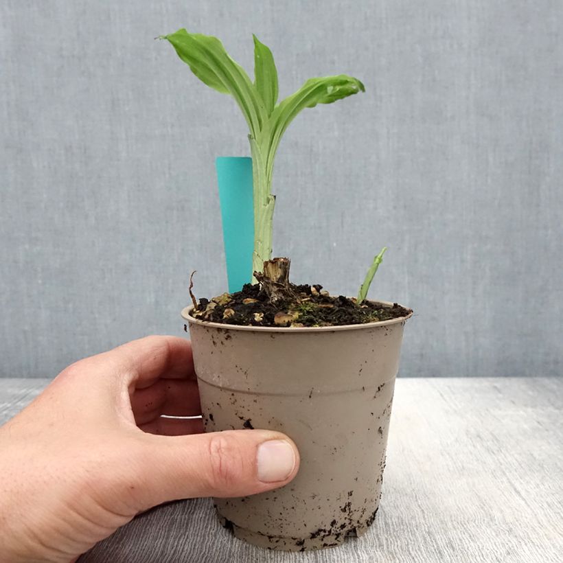 Spécimen de Calanthe Arizona Dream - Orchidée vivace - Pot de 1L/1.5L tel que livré au printemps