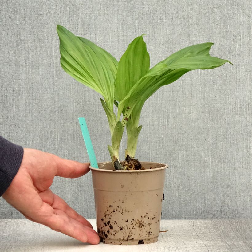 Spécimen de Calanthe Arizona Dream - Orchidée vivace Pot de 1L/1,5L tel que livré en été