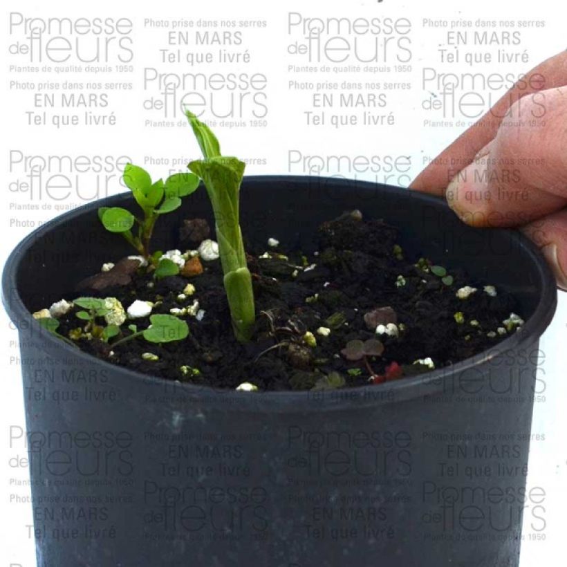 Exemple de spécimen de Calanthe discolor Bulbe tel que livré