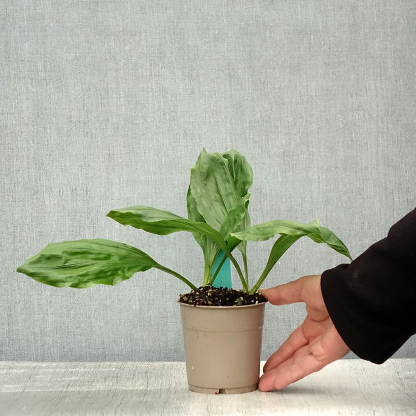 Spécimen de Calanthe discolor Pot de 1L/1,5L calibre I tel que livré en automne