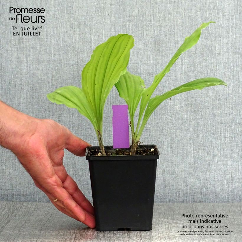 Example of Calanthe Olive Green - Orchidée vivace as you get in ete