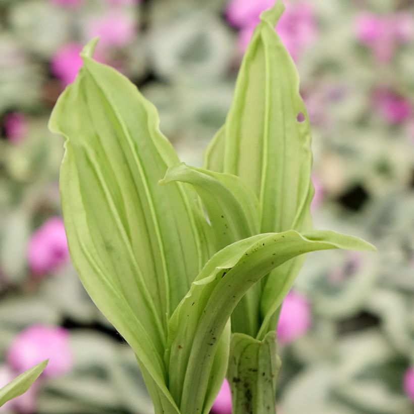 Calanthe Pink & Cream - Orchidée vivace (Feuillage)