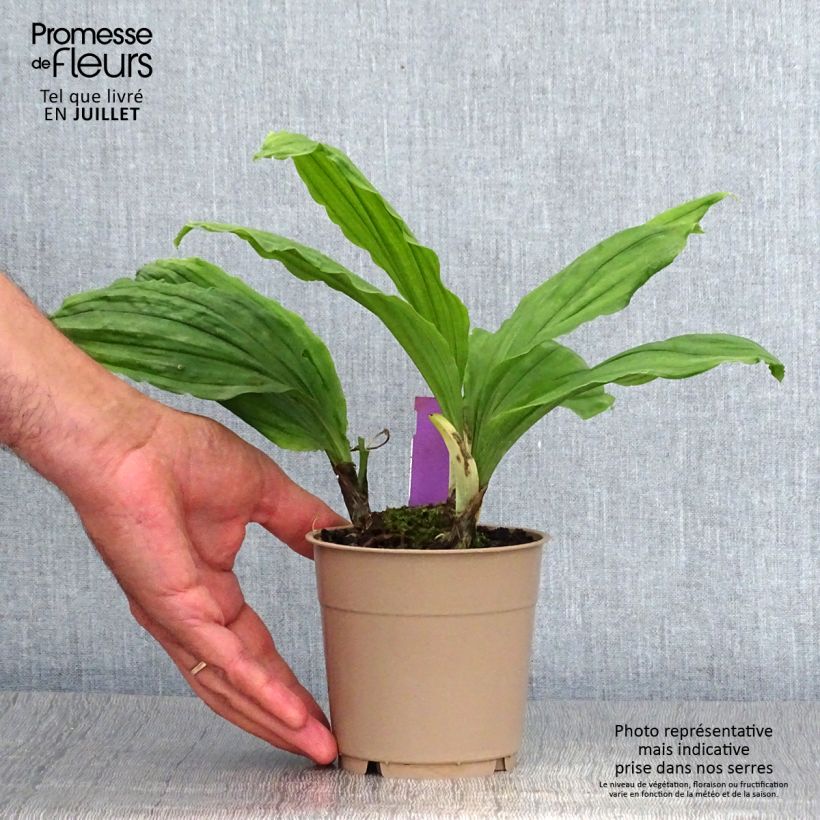 Example of Calanthe Pink & Cream - Orchidée vivace as you get in ete