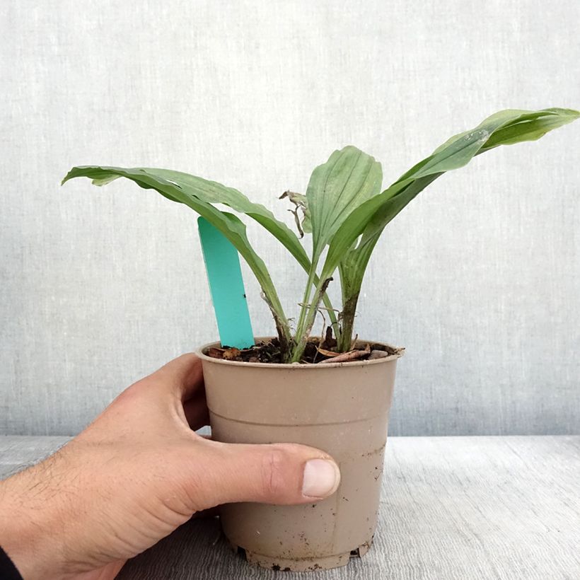 Spécimen de Calanthe Red Sunset - Orchidée vivace Pot de 1L/1,5L tel que livré en automne