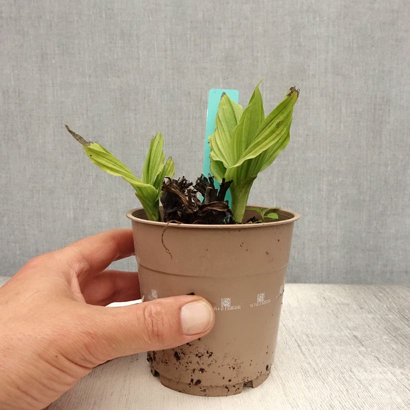 Spécimen de Calanthe reflexa - Orchidée vivace Pot de 1,5L/2L calibre I tel que livré en été