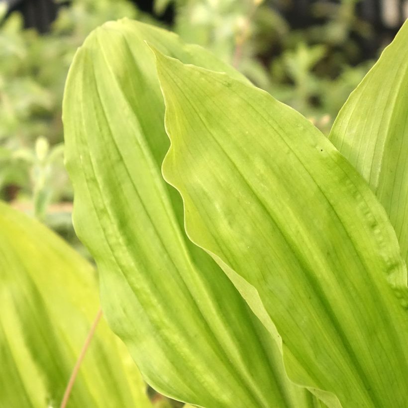 Calanthe sieboldii Light - Orchidée de jardin (Feuillage)