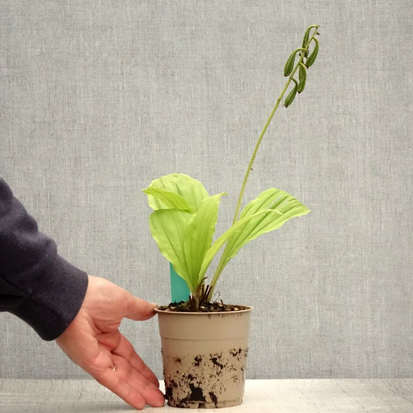 Spécimen de Calanthe Takane - Orchidée de jardin Pot de 1L/1,5L tel que livré en été