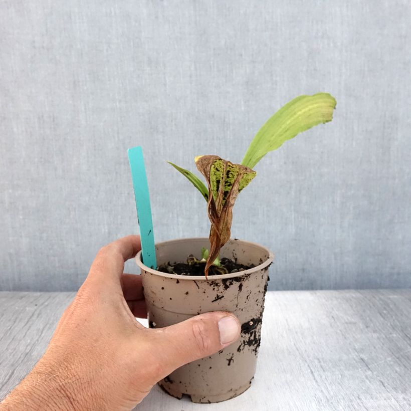 Spécimen de Calanthe tricarinata - Orchidée vivace Pot de 1L/1,5L calibre I tel que livré en été