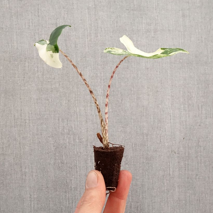 Spécimen de Calathea Beauty Star - Mini-motte Ø 3/4 cm tel que livré au printemps
