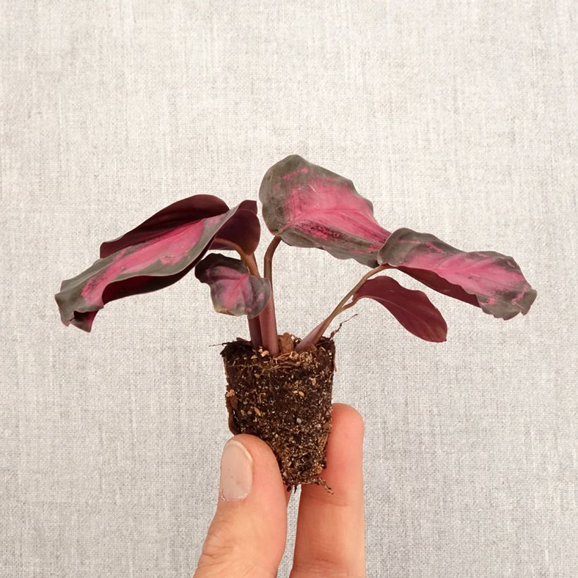 Spécimen de Calathea Crimson - Mini-motte Ø 3/4 cm tel que livré au printemps
