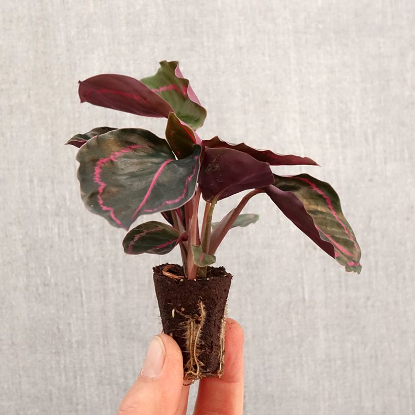 Spécimen de Calathea Dottie - Mini-motte Ø 3/4 cm tel que livré au printemps