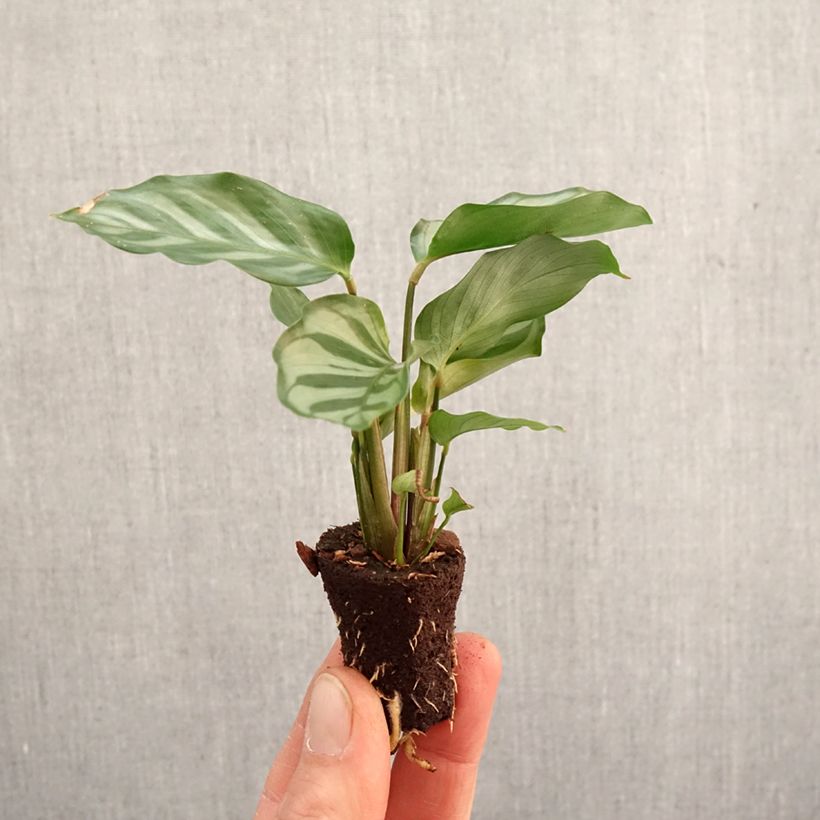Spécimen de Calathea Freddie - Mini-motte Ø 3/4 cm tel que livré au printemps