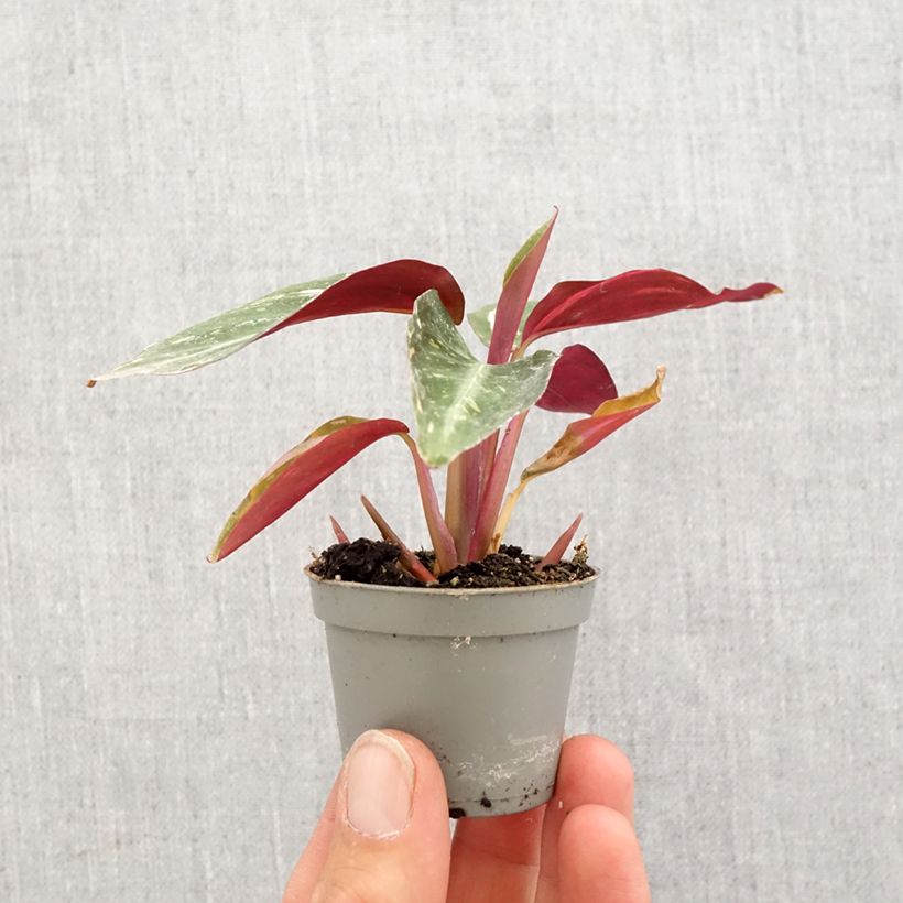 Spécimen de Calathea Magic Star Mini-plante tel que livré au printemps