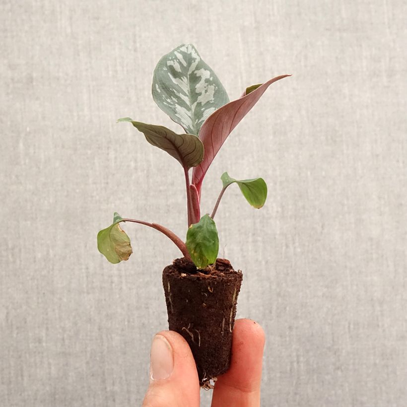 Spécimen de Calathea Maui Queen - Mini-motte Ø 3/4 cm tel que livré au printemps
