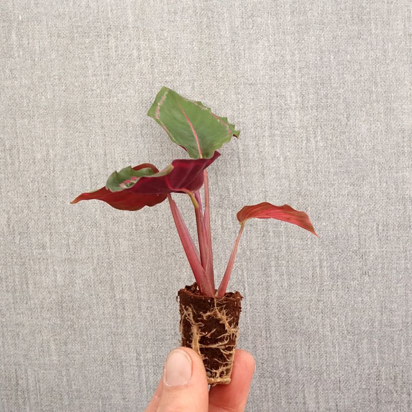 Spécimen de Calathea Medaillon - Mini-motte Ø 3/4 cm tel que livré au printemps