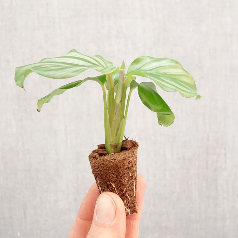 Spécimen de Calathea orbifolia - Mini-motte Ø 3/4 cm tel que livré au printemps