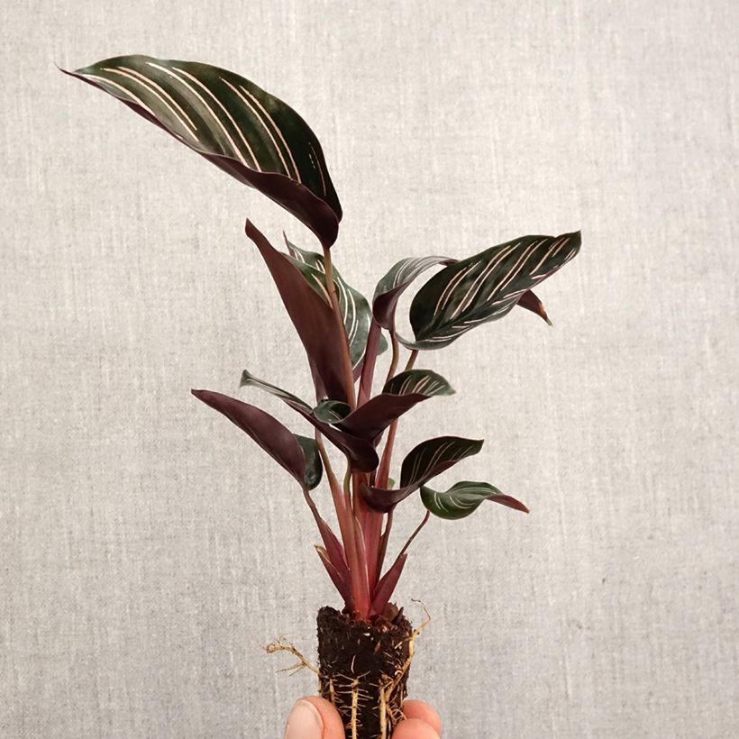 Spécimen de Calathea ornata - Mini-motte Ø 3/4 cm tel que livré au printemps