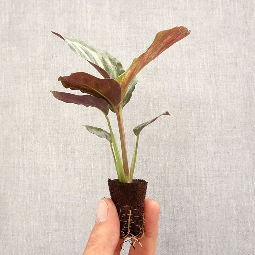 Spécimen de Calathea Peacock - Mini-motte Ø 3/4 cm tel que livré au printemps