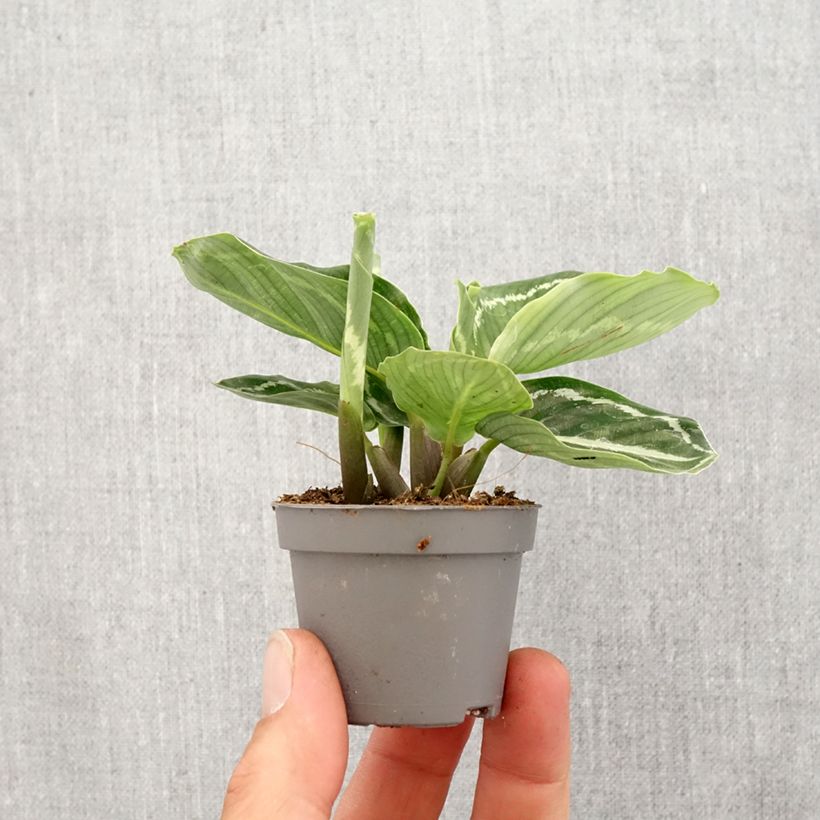 Spécimen de Calathea roseopicta Green Mini-plante tel que livré au printemps