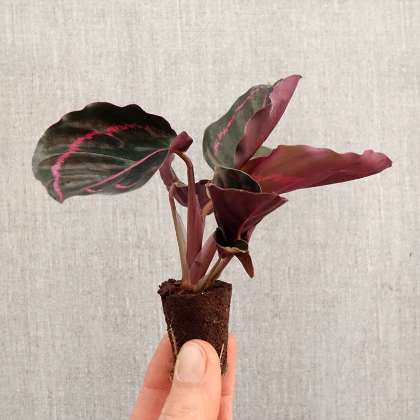 Spécimen de Calathea roseopicta - Mini-motte Ø 3/4 cm tel que livré au printemps