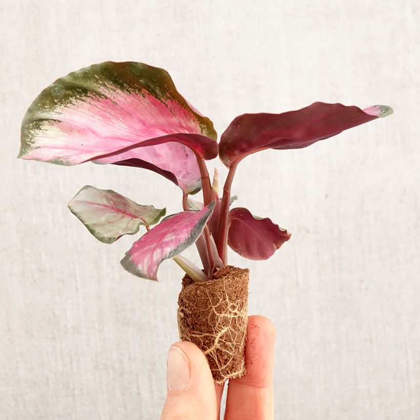 Spécimen de Calathea roseopicta Rosy - Mini-motte Ø 3/4 cm tel que livré au printemps