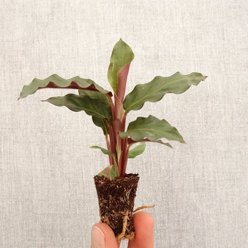 Spécimen de Calathea rufibarba - Mini-motte Ø 3/4 cm tel que livré au printemps
